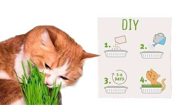 Трава для котів Bubimex Cat Grass в вигляді насіння, 100 г