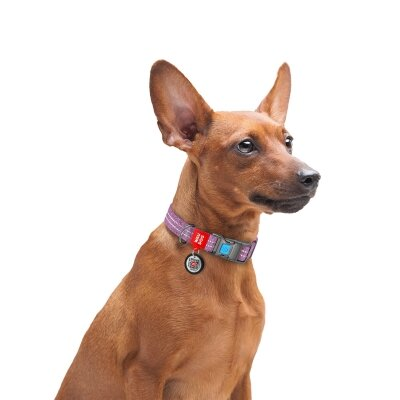 Нашийник для собак Collar WAUDOG Re-cotton QR паспортом, з відновленої бавовни, пластикова пряжка, ширина 20 мм, довжина 24-40 см