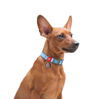 Нашийник для собак Collar WAUDOG Re-cotton QR паспортом, з відновленої бавовни, пластикова пряжка, ширина 25 мм, довжина 31-49 см