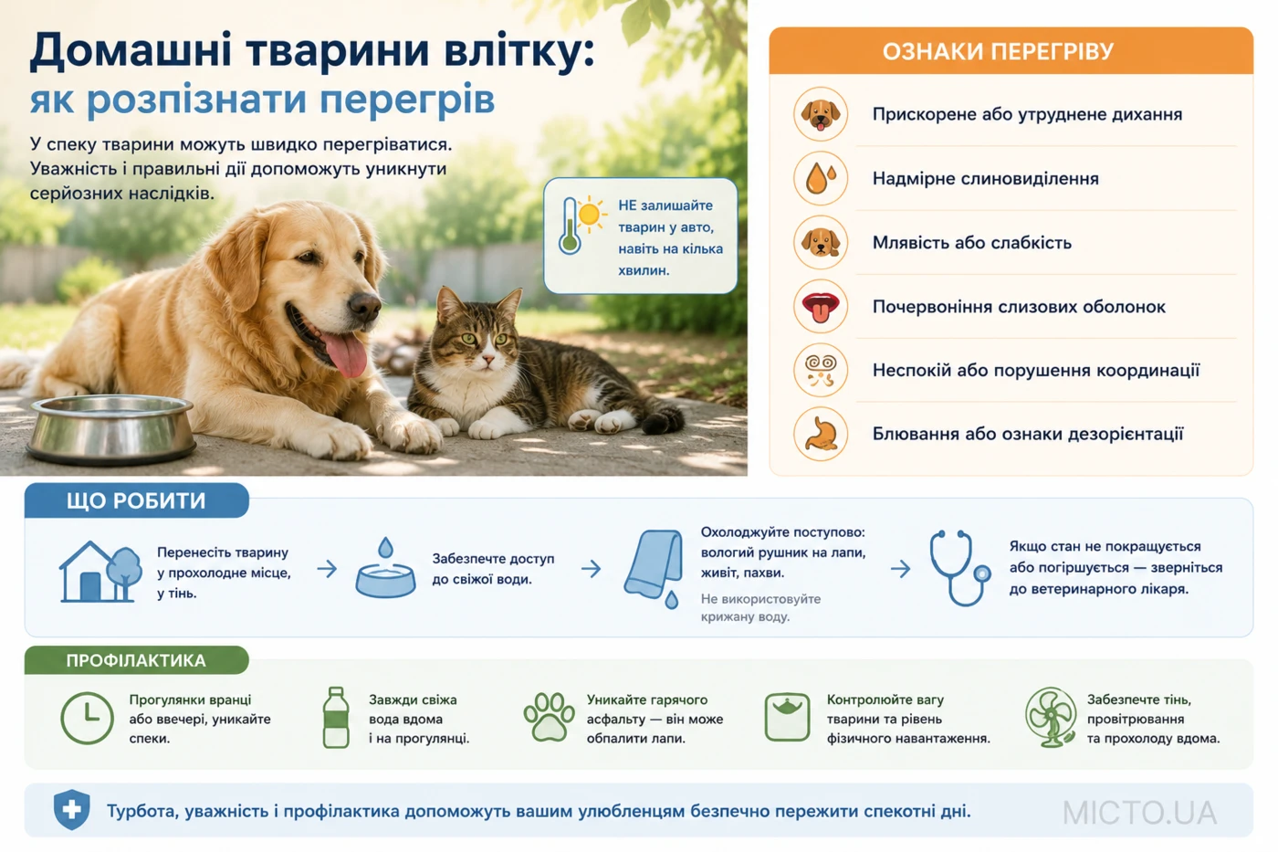 Домашні тварини влітку: як розпізнати перегрів